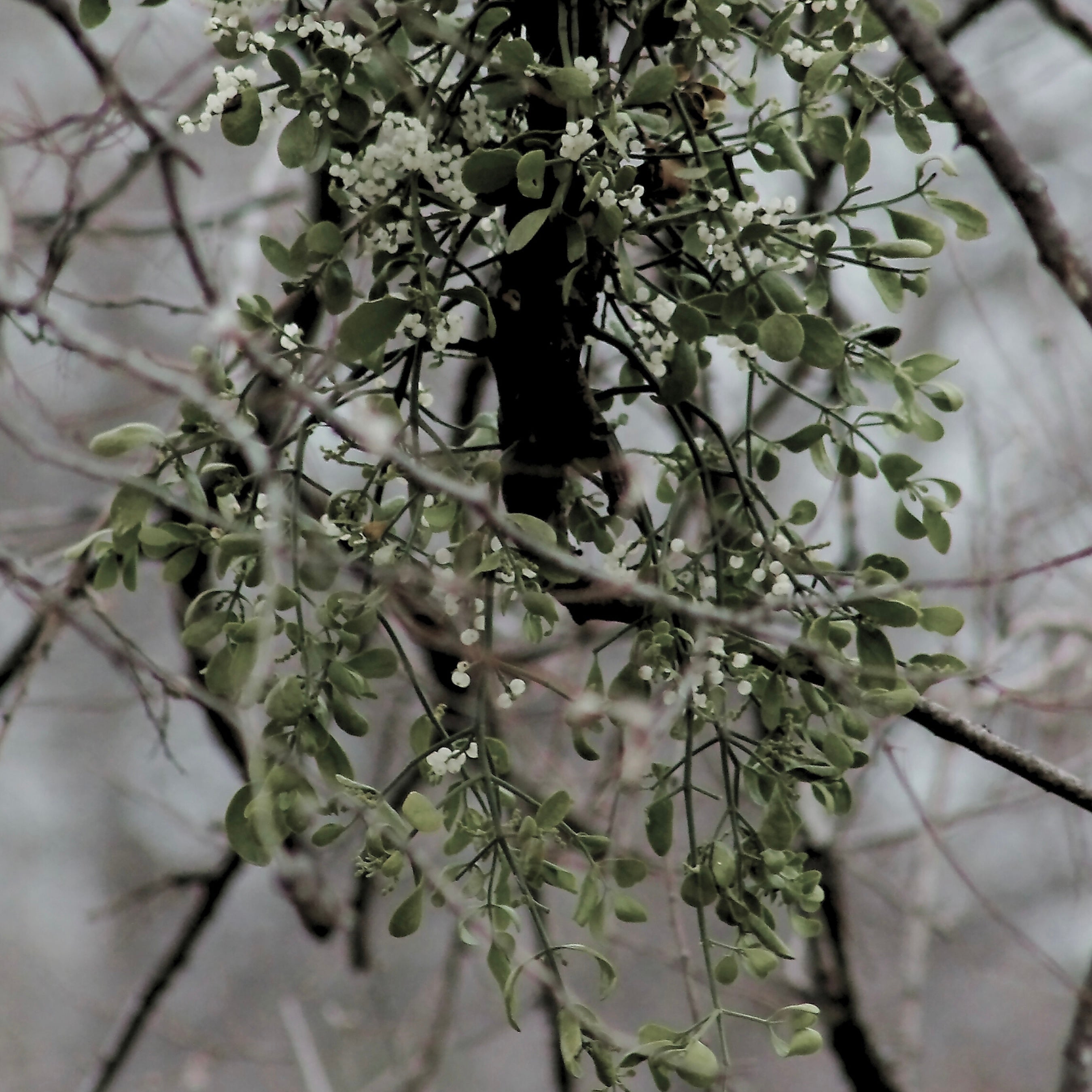 Early 20th|Mistletoe Brooch – A Symbol of Love & Protection