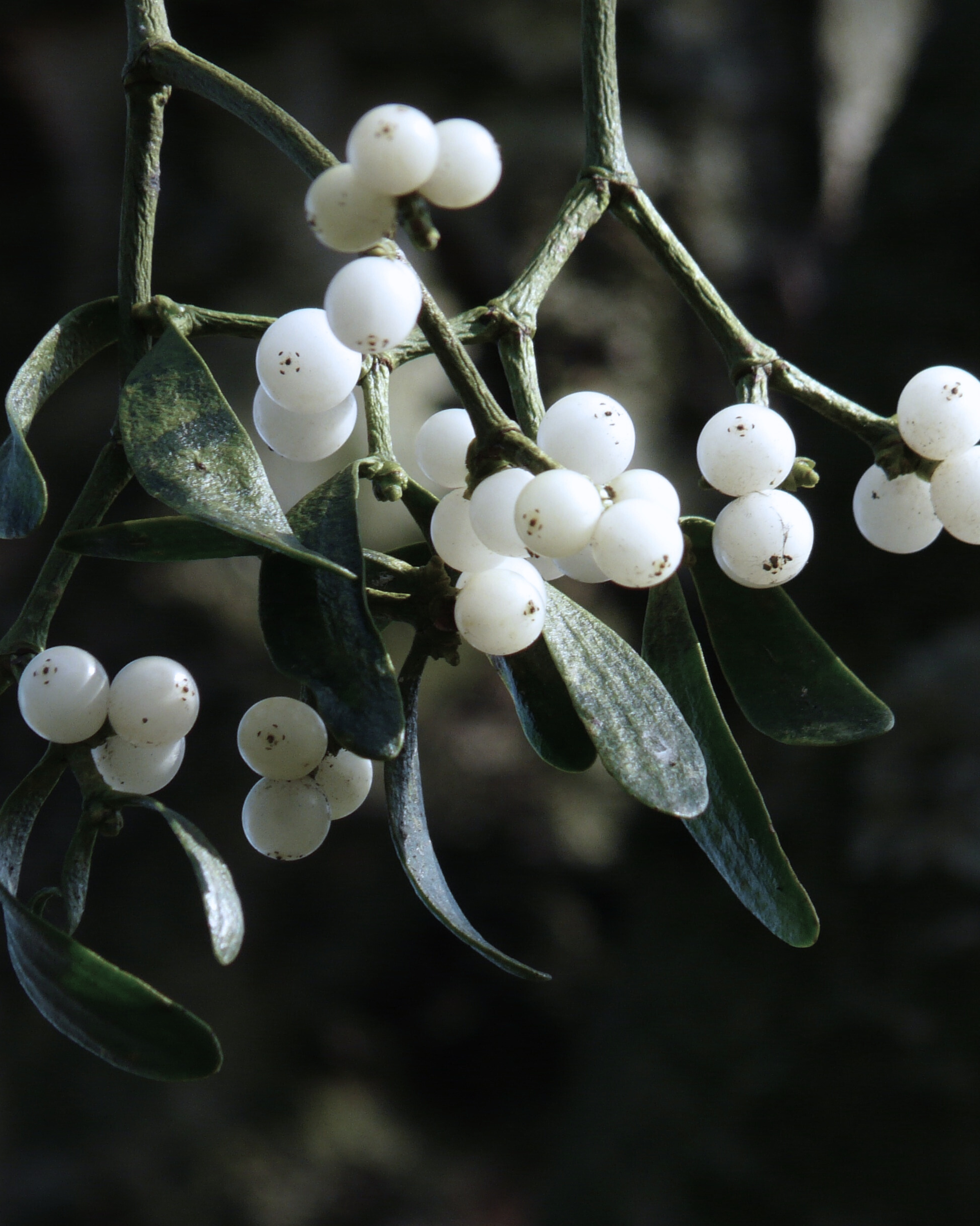 C.1900|Silver Mistletoe Locket Pendant Case
