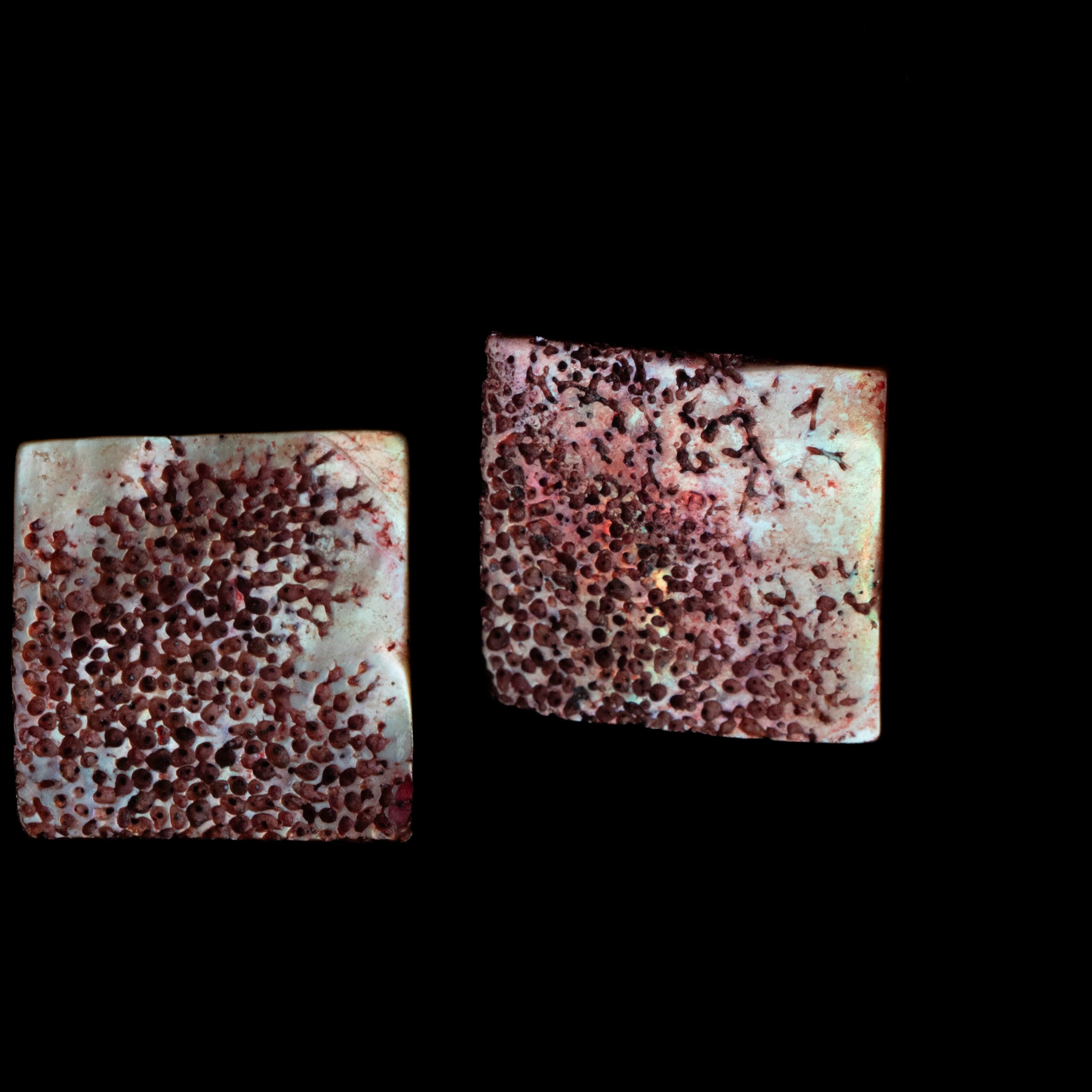 Pink Fossil Shell Square Earrings