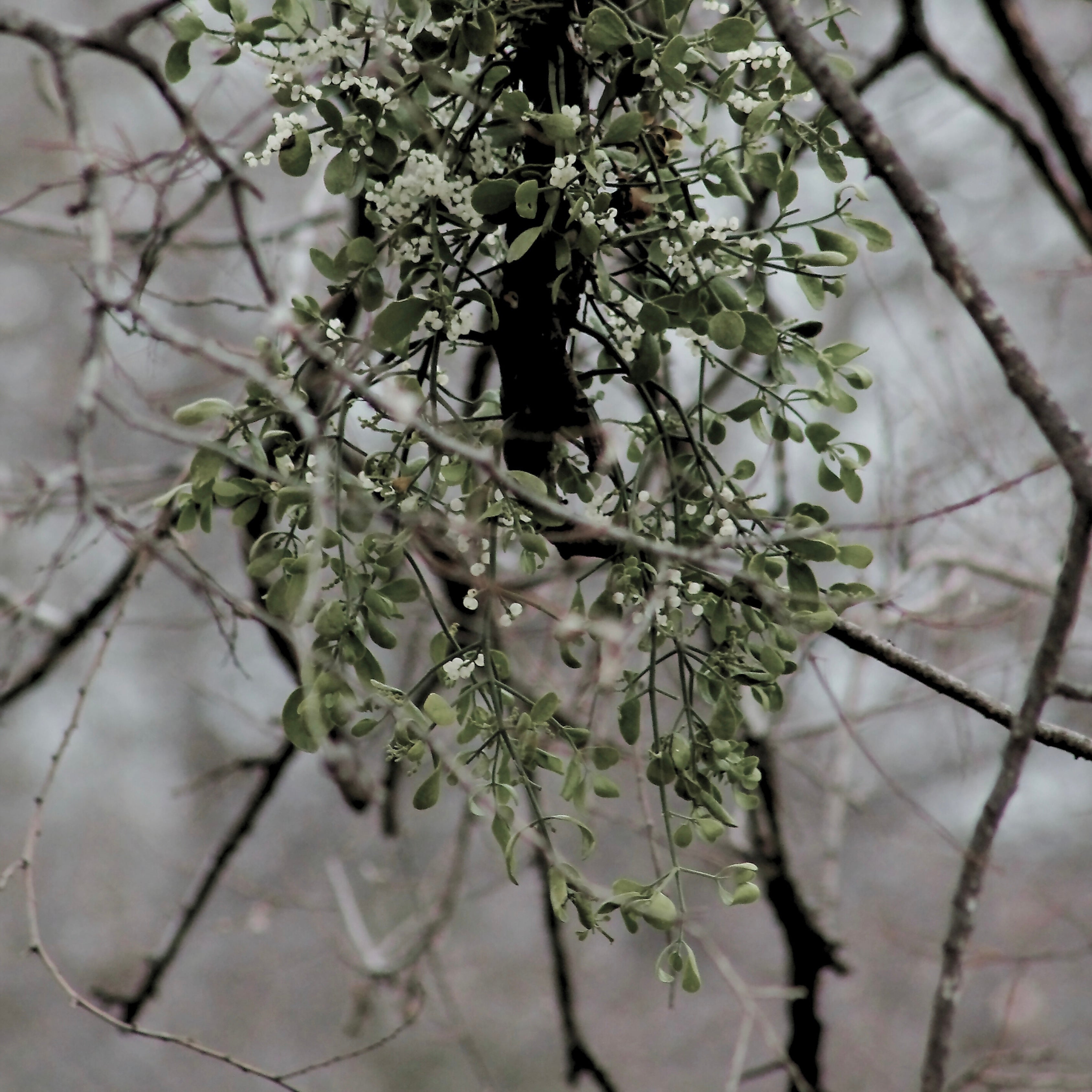 C.1900｜Four-Leaf Clover & Mistletoe Locket Pendant Case